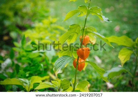 Red physalis alkekengi close-up. Exotic fruit on branch. Chinese lantern, Japanese lantern, winter cherry. Authentic farm product and Medical plant for treatment of diseases. Natural background. Royalty-Free Stock Photo #2419207017