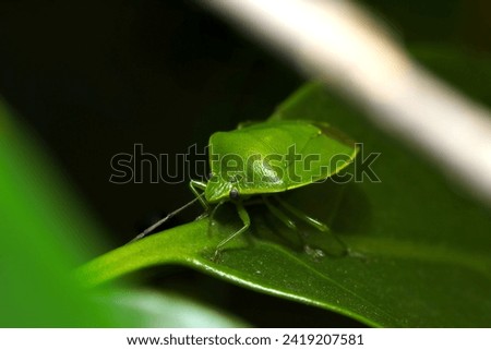 Beautiful appearance of a bright green stink bug on the green leaves of a deep forest (Natural+flash light, macro close-up photography)