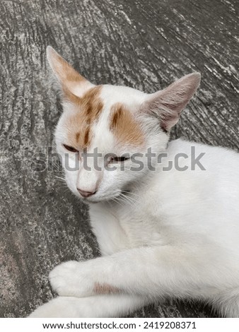 photo of a cat lying on the floor