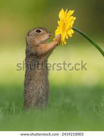 A curious ground squirrel smelling the yellow flower