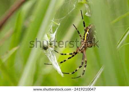 Large female Wasp spider (Nagakoganegumo, Argiope bruennichi) traps the prey (Wildlife closeup macro photograph) 