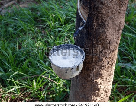 Close-up of natural fresh rubber latex from rubber trees Royalty-Free Stock Photo #2419211401