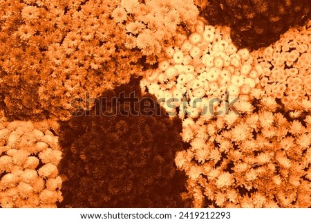 Beautiful chrysanthemum flowers as background, top view. Toned in orange
