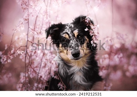 spring portrait of Australian Shepherd