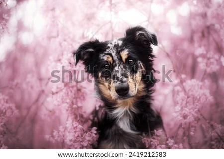 spring portrait of Australian Shepherd