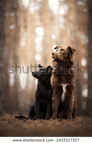 Autumn photo of two Australian shepherds - mother and daughter