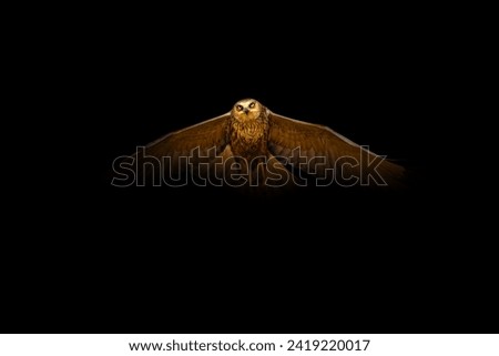 Bird of prey. A bird photo edited with low key technique. Artistic wildlife photography. Black background. Western Marsh Harrier.