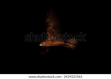 Bird of prey. A bird photo edited with low key technique. Artistic wildlife photography. Black background. Western Marsh Harrier.