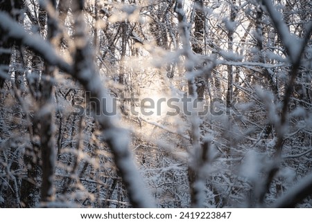 Peaceful winter background with the warm light of the northern sun, solar illumination through snow-covered tree branches in the frost frosty day, very shallow focus