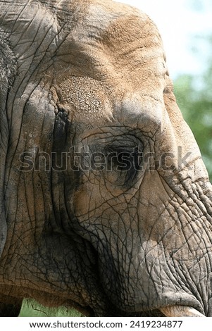 African elephant head face side view. Close up detail texture wrinkles rough skin hide. Eye ivory tusk. Wildlife wild animal in captivity. Zoo captive. Intelligent social. Controversial controversy. Royalty-Free Stock Photo #2419234877