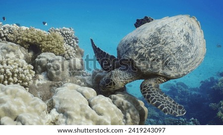 Top view of Hawksbill Sea Turtle or Bissa (Eretmochelys imbricata) feeds on hard corals on top of a beautiful tropical reef, Red sea, Egypt Royalty-Free Stock Photo #2419243097