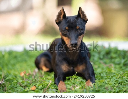Funny portrait of doberman pincher dog on green grass garden background Royalty-Free Stock Photo #2419250925
