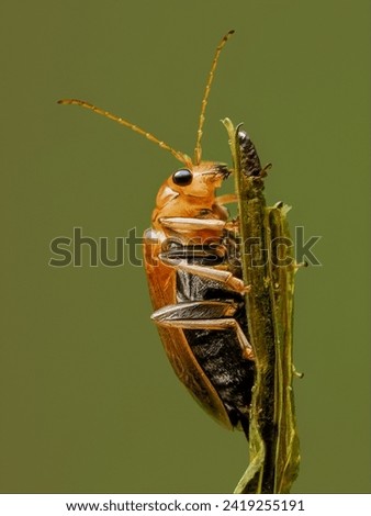 This is an example of a small insect measuring approximately 7-10mm 