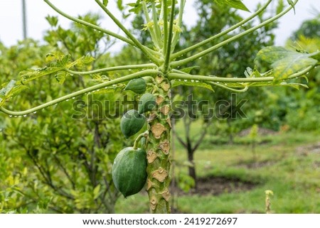 Green Papaya fruit and flower picture after Rain.outdoor Papaya tree and flower picture.