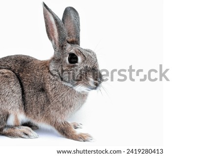 studio portrait of fawn colored flemish giant rabbit sitting background remove