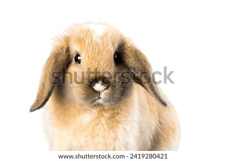 studio portrait of fawn colored flemish giant rabbit sitting background remove