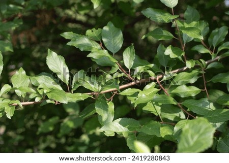 leaf, foliage, tree, closeup, green, nature, forest, background, texture, plant, light, season, spring, summer, growth, bright, park, outdoor, garden, abstract, photo
