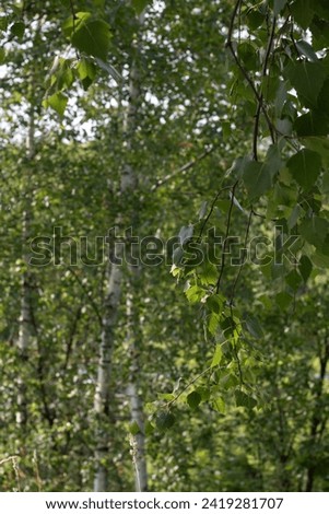 birch, leaf, park, plant, tree, green, nature, forest, light, season, spring, summer, growth, lush, bright, brunch, background, closeup, day, cover, outdoor, abstract, leave, frame, clean, botany
