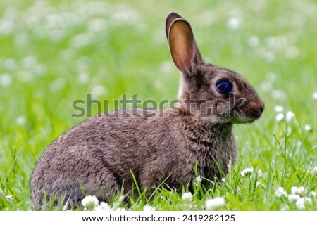 studio portrait of fawn colored flemish giant rabbit sitting,2023 Chinese new year, year of the rabbit banner template design with rabbits and flowers background. Chinese translation: Rabbit