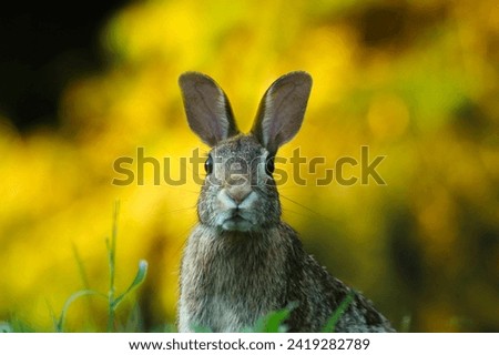 photo of a gray bunny on a white background for digital printing wallpaper, custom design