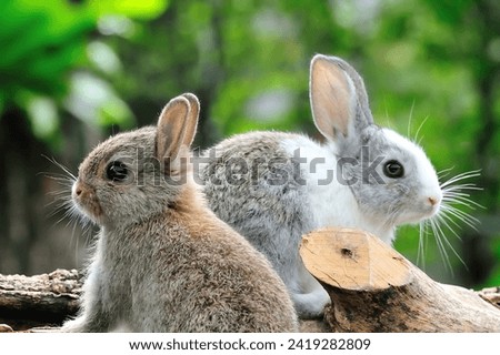 photo of a gray bunny on a white background for digital printing wallpaper, custom design