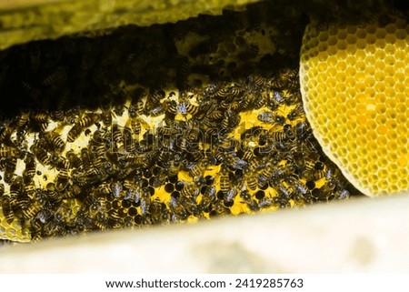 photo of a honey wasp nest ready to be harvested
