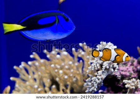 Dory and Nemo in real life Royalty-Free Stock Photo #2419288157