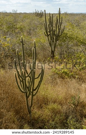 Brazilian biome Caatinga, typical vegetation with xique-xique cactus in the State of Paraíba, Brazil. Royalty-Free Stock Photo #2419289145