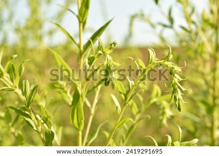 The picture shows the stems and leaves of green grass that grew in a field in spring.