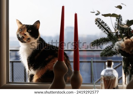 A tricolor cat displays yearning on the balcony, seeking entry through the window, longing for warmth inside Royalty-Free Stock Photo #2419292577