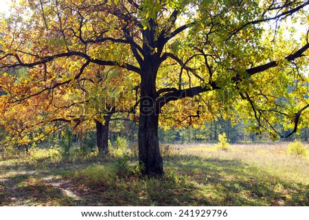 autumn landscape beautiful yellow leaves on the trees in the oak grove on a sunny day 