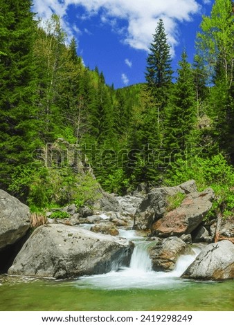Latorita mountain river forming stepped cascades and ponds when flowing through eroded large stone pieces in a canyon narrowed by spruce trees. Latorita Mountains, Carpathia, Romania.  Royalty-Free Stock Photo #2419298249