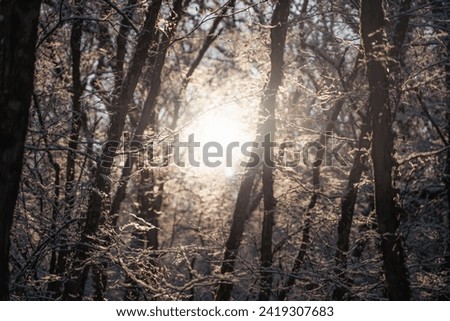Peaceful winter background with the warm golden morning or evening sunlight glowing through the tree branches, light of the sun, snow covered trees on a cold frosty day, winter wonderland