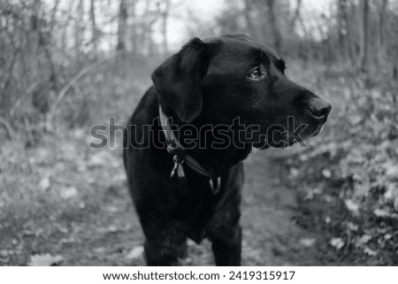 Front view of a black labrador retriever dog head with looking away in the middle of a wood in black and white.