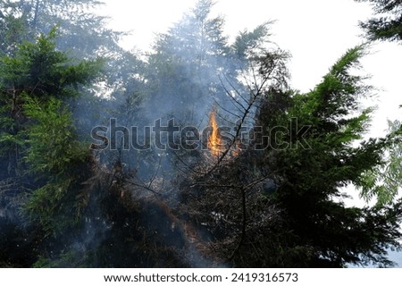 crown fire, green tree on flames, branches enveloping gray smoke, natural forest fire, rampant elements, danger setting fire to dry grass, harming nature, uncontrolled burning, spontaneous spread Royalty-Free Stock Photo #2419316573