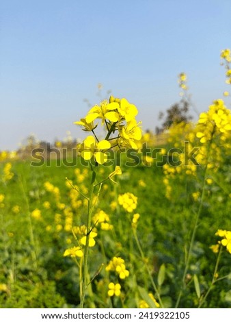 Best beautiful Yellow canola  flower picture in jpj format for any type of use.single flower jpj picture. Yellow flower picture canola oil flower picture 