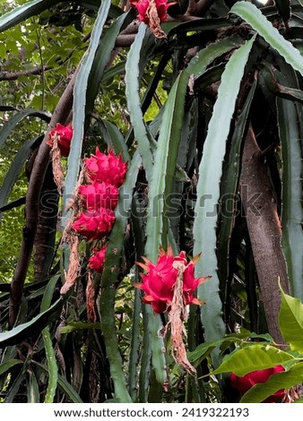 red dragon fruit that bears fruit on the tree