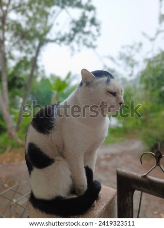 Photo of a cat on the terrace of the house is cute and adorable