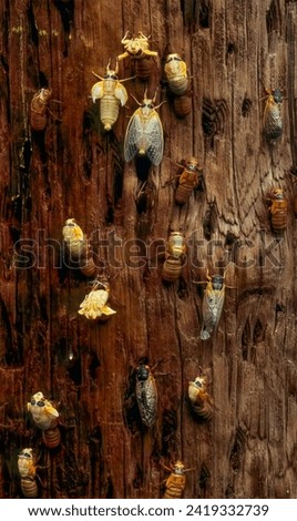 Periodic cicadas in various stages of emergence from their exoskeletons during an outbreak in Virginia. Insects have climbed a utility pole and will fly off to mate when metamorphis is complete. Royalty-Free Stock Photo #2419332739