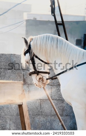 A beautiful white horse picture