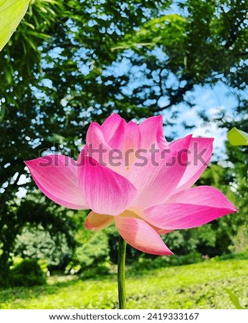 Lotus flowers are known for their large, colorful blooms. The color of lotus flowers can vary and includes shades of white, pink, red, and yellow.