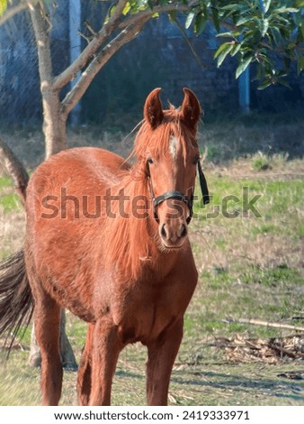 A beautiful brown horse picture