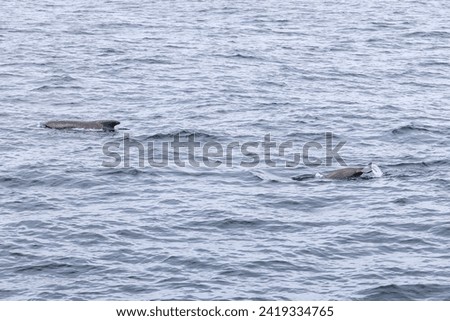 A pair of long-finned pilot whales emerge side by side, their dark silhouettes contrasting with the textured grays of the ocean at Andenes, Lofoten Islands. Royalty-Free Stock Photo #2419334765