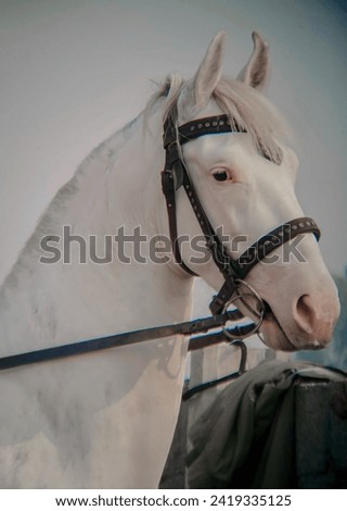 Beautiful white male horse picture
