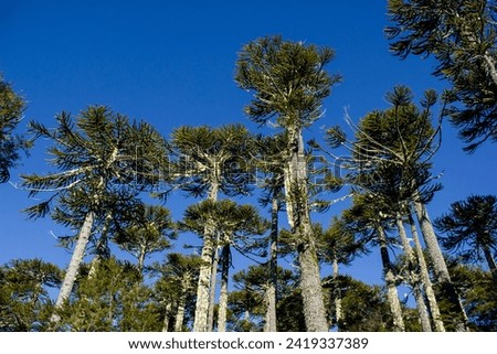 chilean araucaria tree in snowy forest Royalty-Free Stock Photo #2419337389