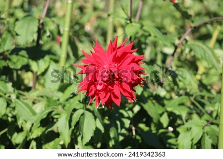 The isolated image of a beautiful red dahlia in full bloom.