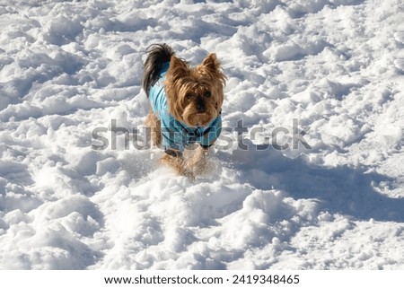 Cute Yorkshire Terrier playing in the park during winter