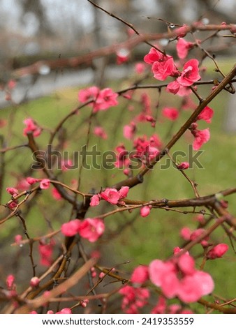 A picture of a blossom tree
