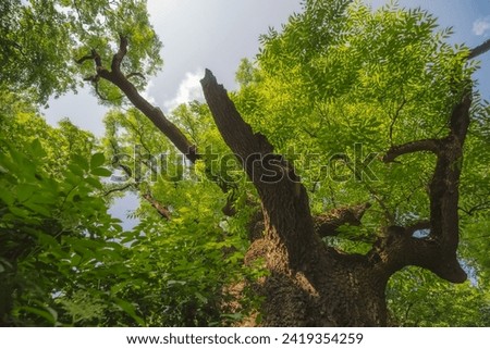 Ash (Fraxinus L.) - an old tree with damaged thick branches against the blue sky.A stately old tree displaying beautifully in the middle of an old park . Royalty-Free Stock Photo #2419354259