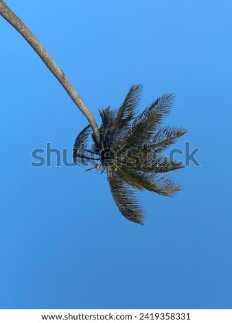 Picture of coconut trees in the blue sky.